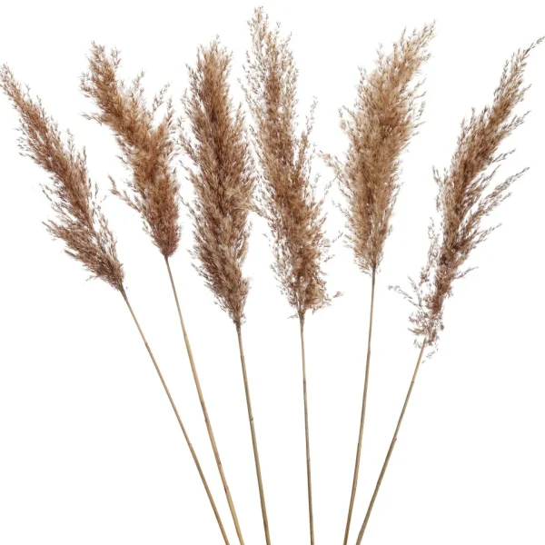 Gift Craft Brown Pampas Steams - 28"* Dried Stems & Flowers