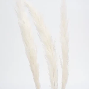 Botanico Dried Pampa Branches - 45
