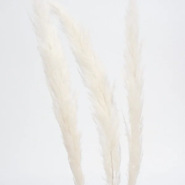Botanico Dried Pampa Branches - 45"* Dried Stems & Flowers