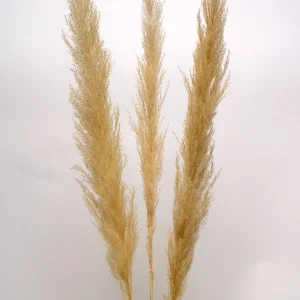 Botanico Dried Pampa Branches - 45