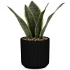 Attitudes Import 2 Sansevieria - Black Pot* Arrangements