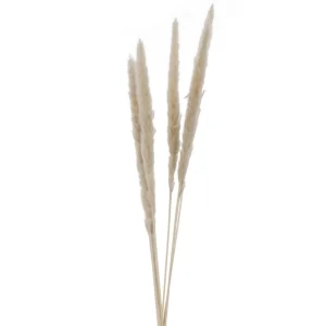 Attitudes Import 2 Set Of 6 Feather Stems - Beige* Dried Stems & Flowers