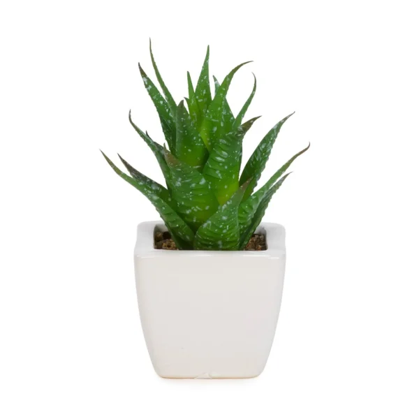 Attitudes Import Succulent In White Pot* Arrangements