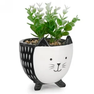 Attitudes Import Succulents In Pot - Cat* Arrangements