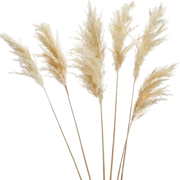 Gift Craft White Pampas Steams - 28"* Dried Stems & Flowers